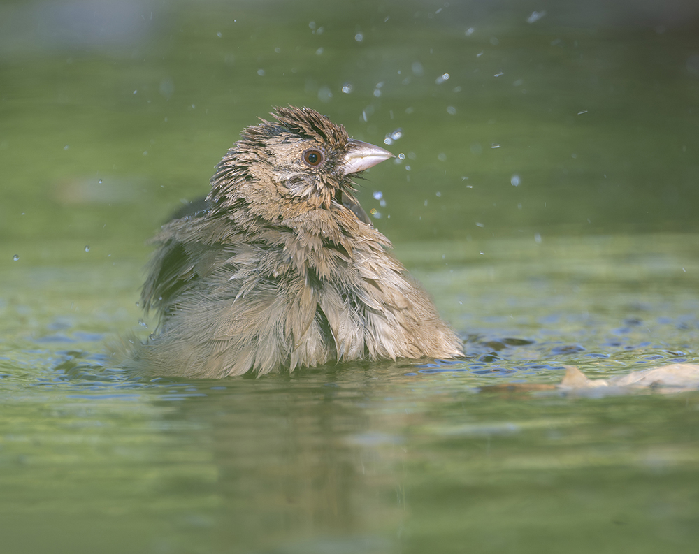 Abert's Towhee