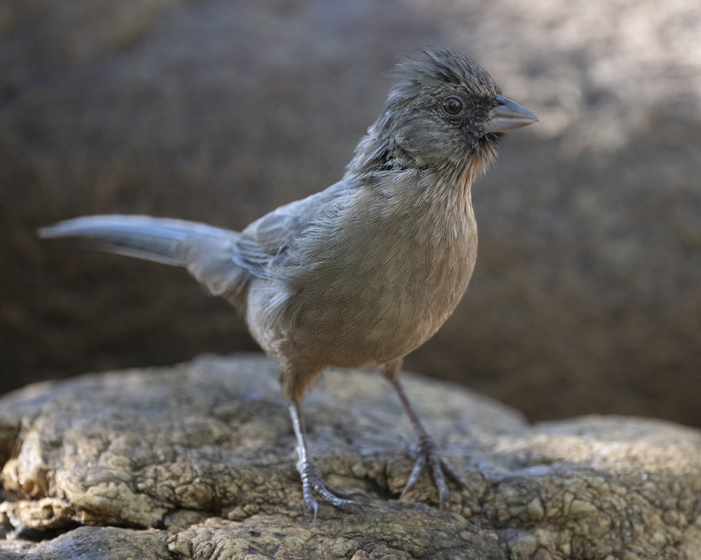 Abert's Towhee