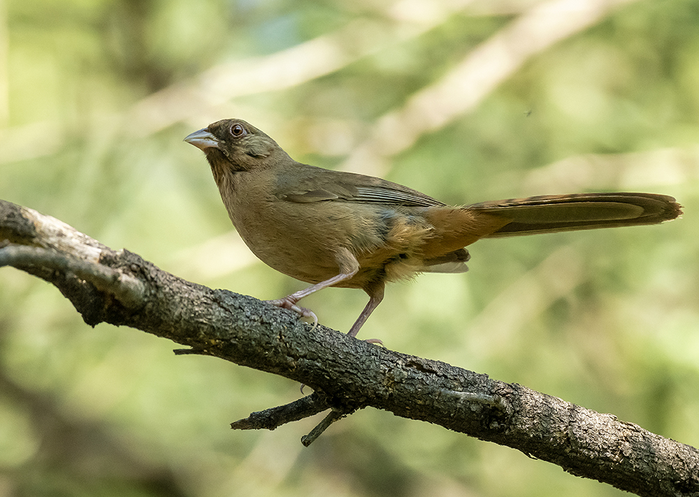 aberts towhee sc low res