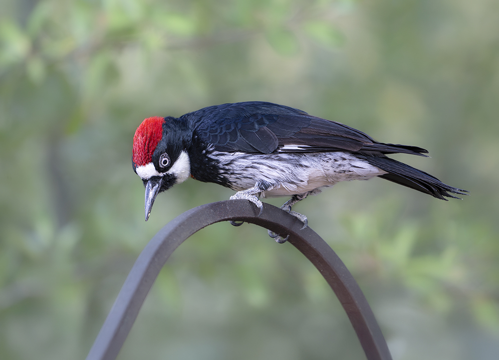 acorn woodpecker
