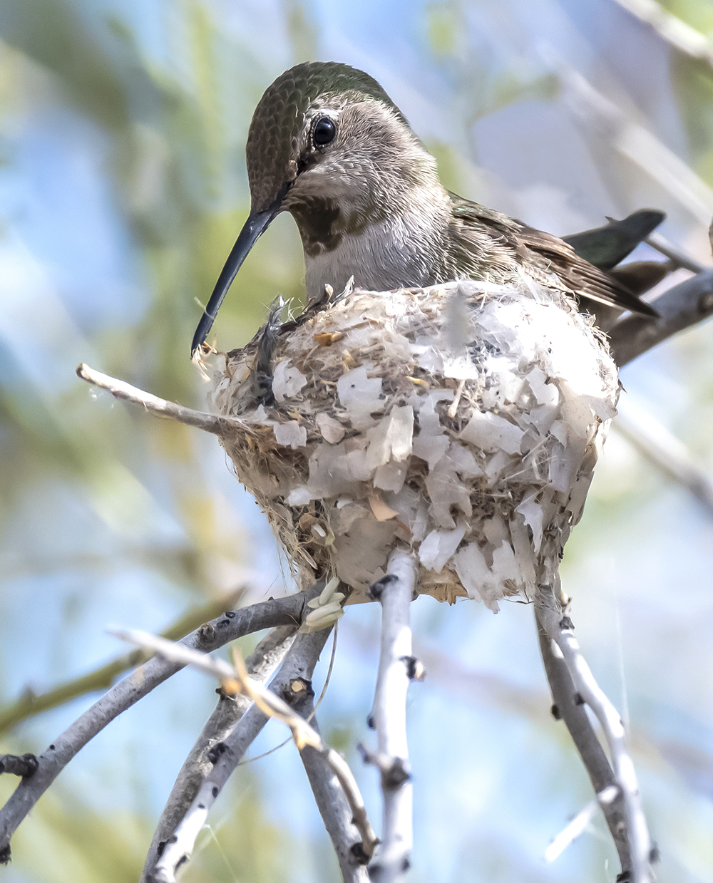 annas humingbird nest low res