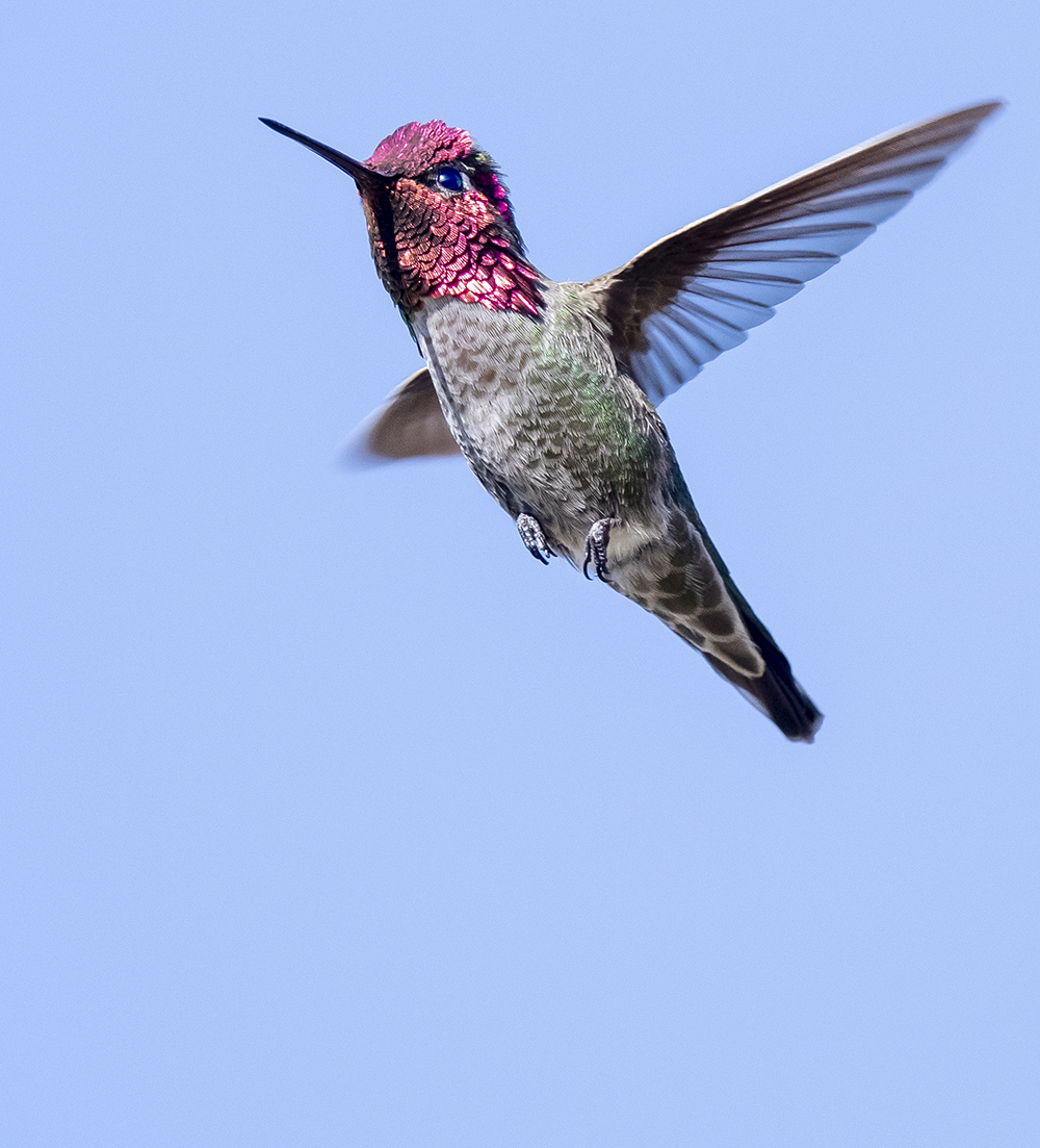 annas hummingbird low res