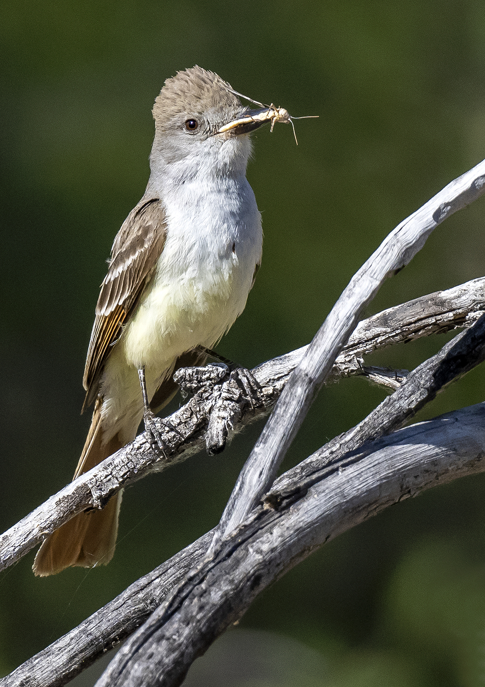 ash throated flycatcher3 low res s