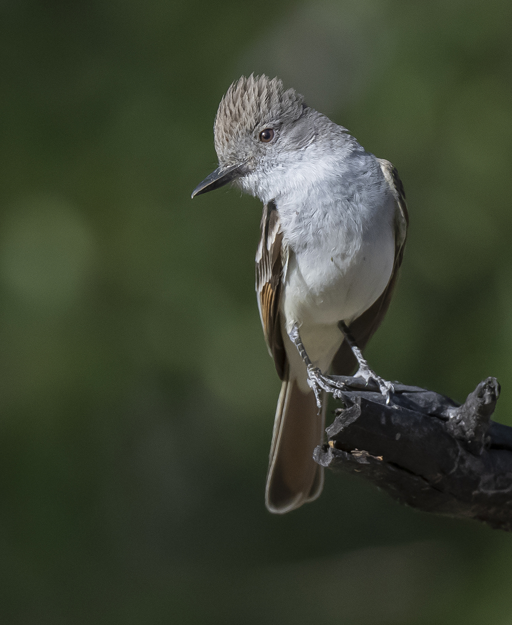 ash throated flycatcher9 low res s