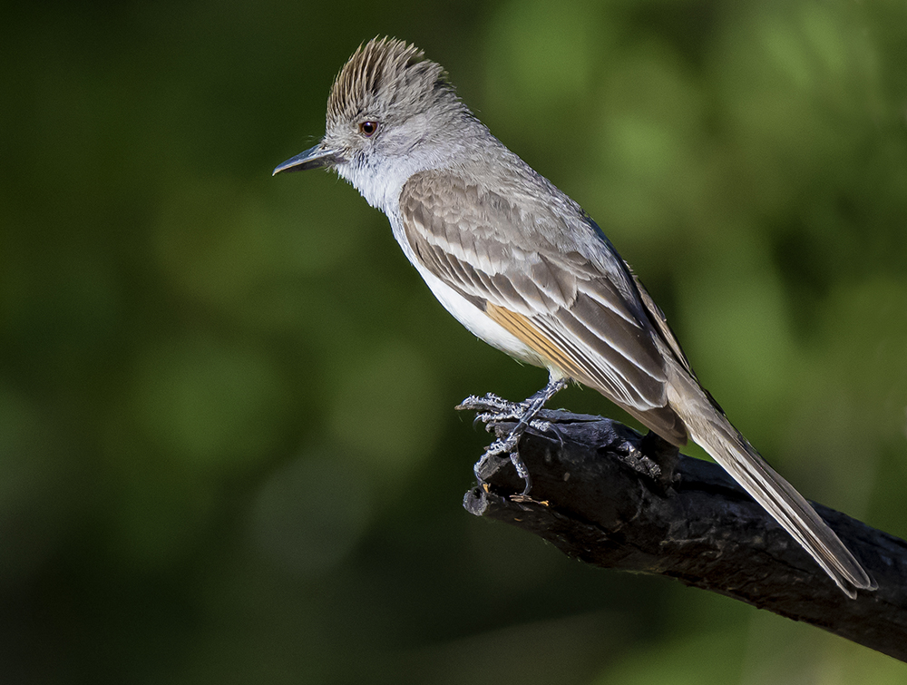 ash throated flycatcher low res s