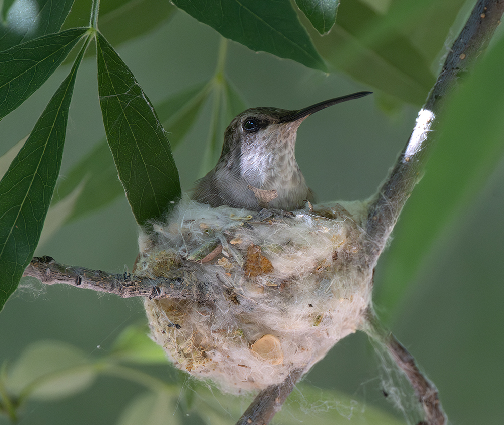 black chinned hummingbird low res sab