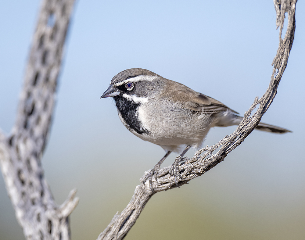 black thoated sparrow low res