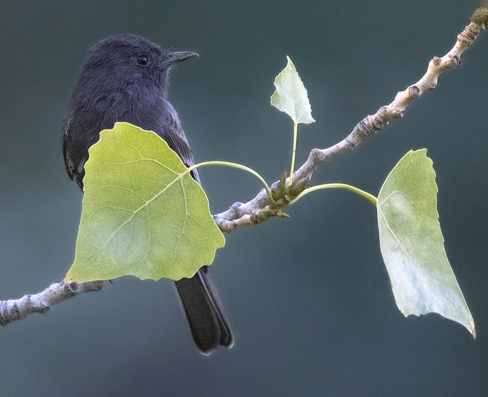 black phoebe