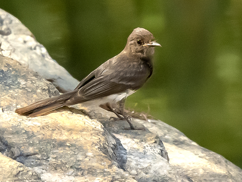 black phoebe2 s low res