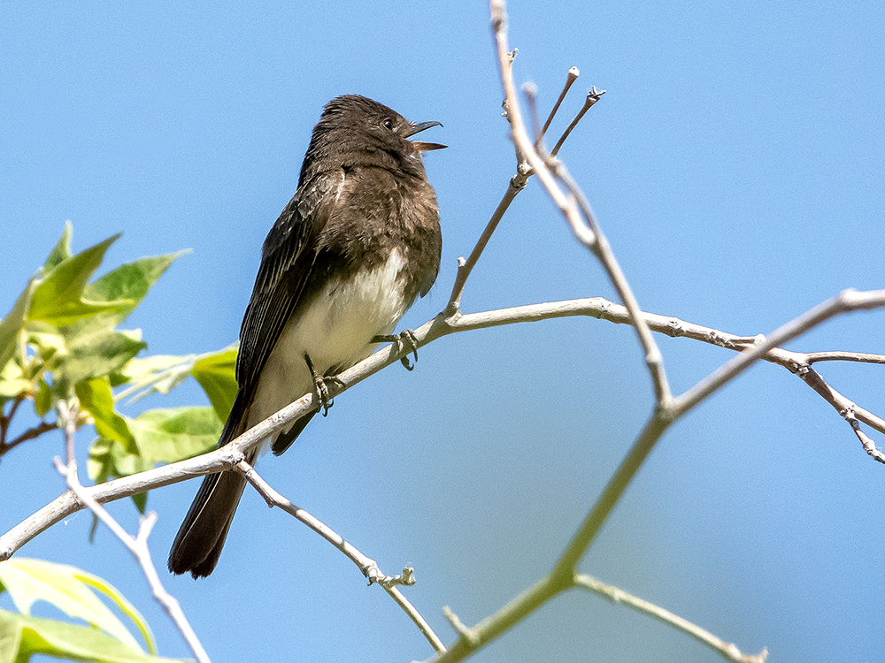 black phoebe s low res