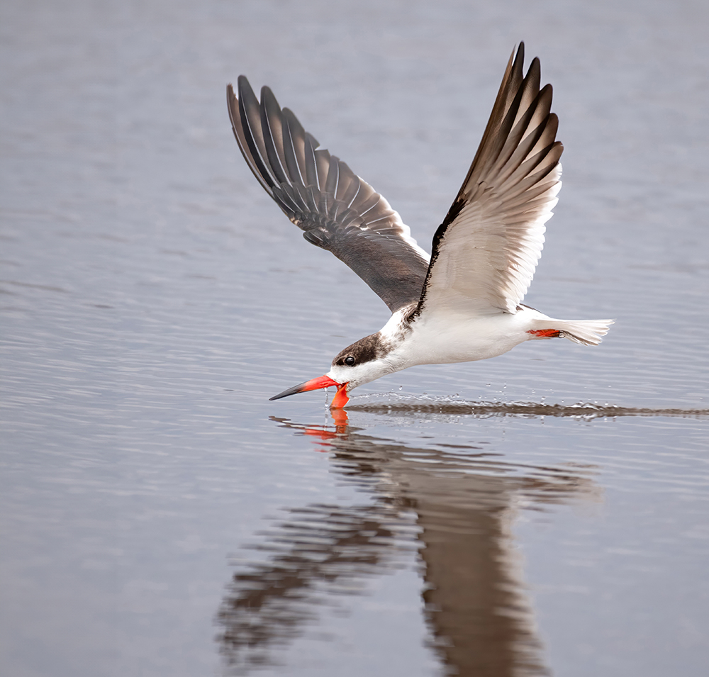 black skimmer