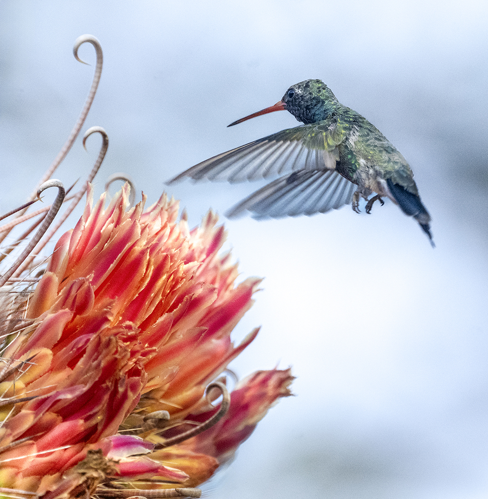 Broad-billed Hummingbird.