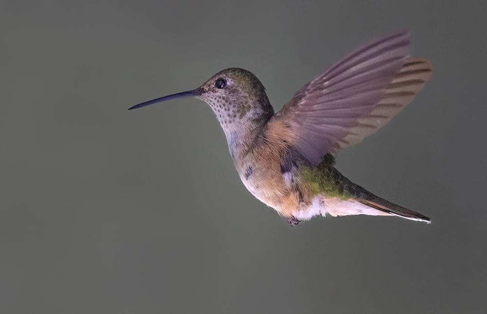 broad tailed hummingbirdf2 ml low res