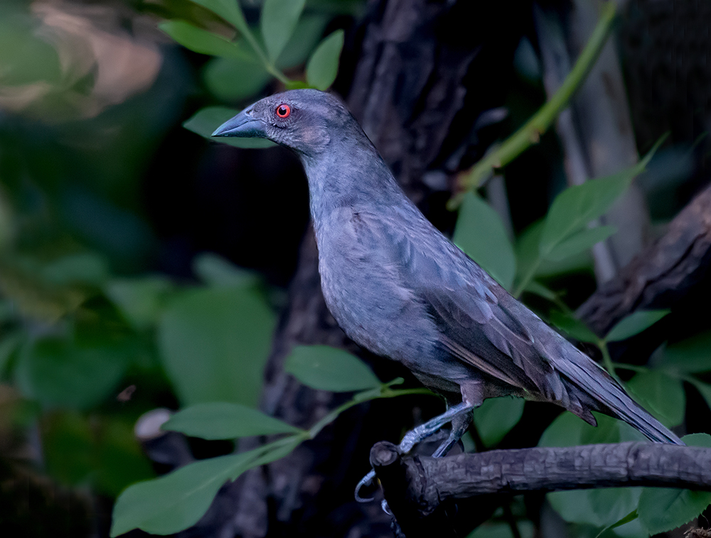 Bronzed Cowbird