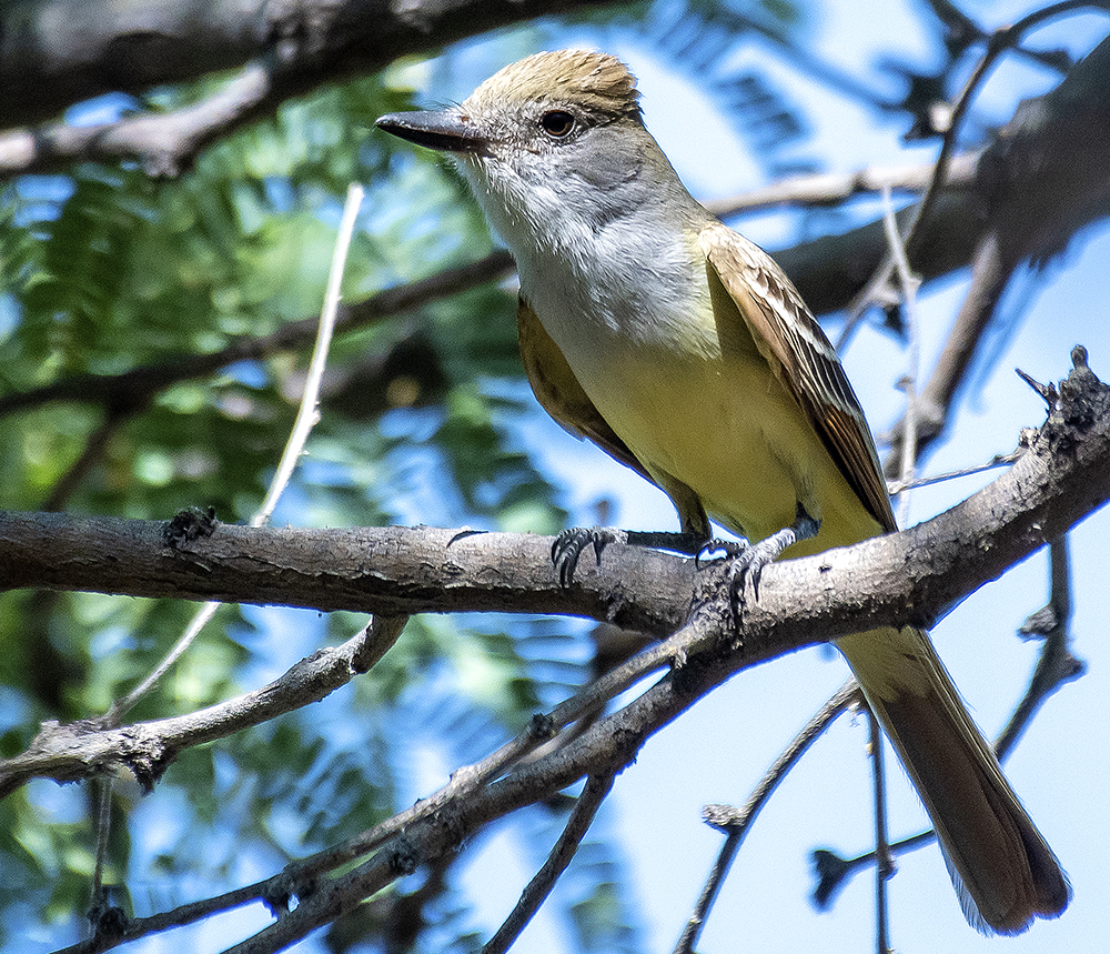 Brown-crested flycatcher