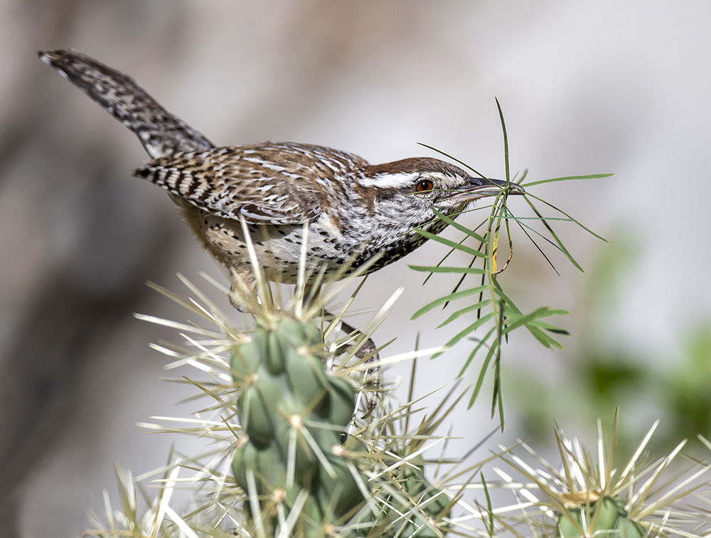 cactus wren5 low res