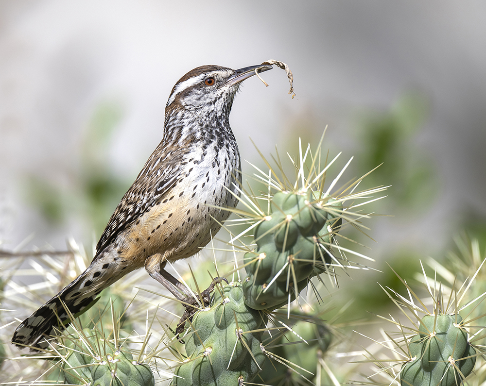 cactus wren7 low res