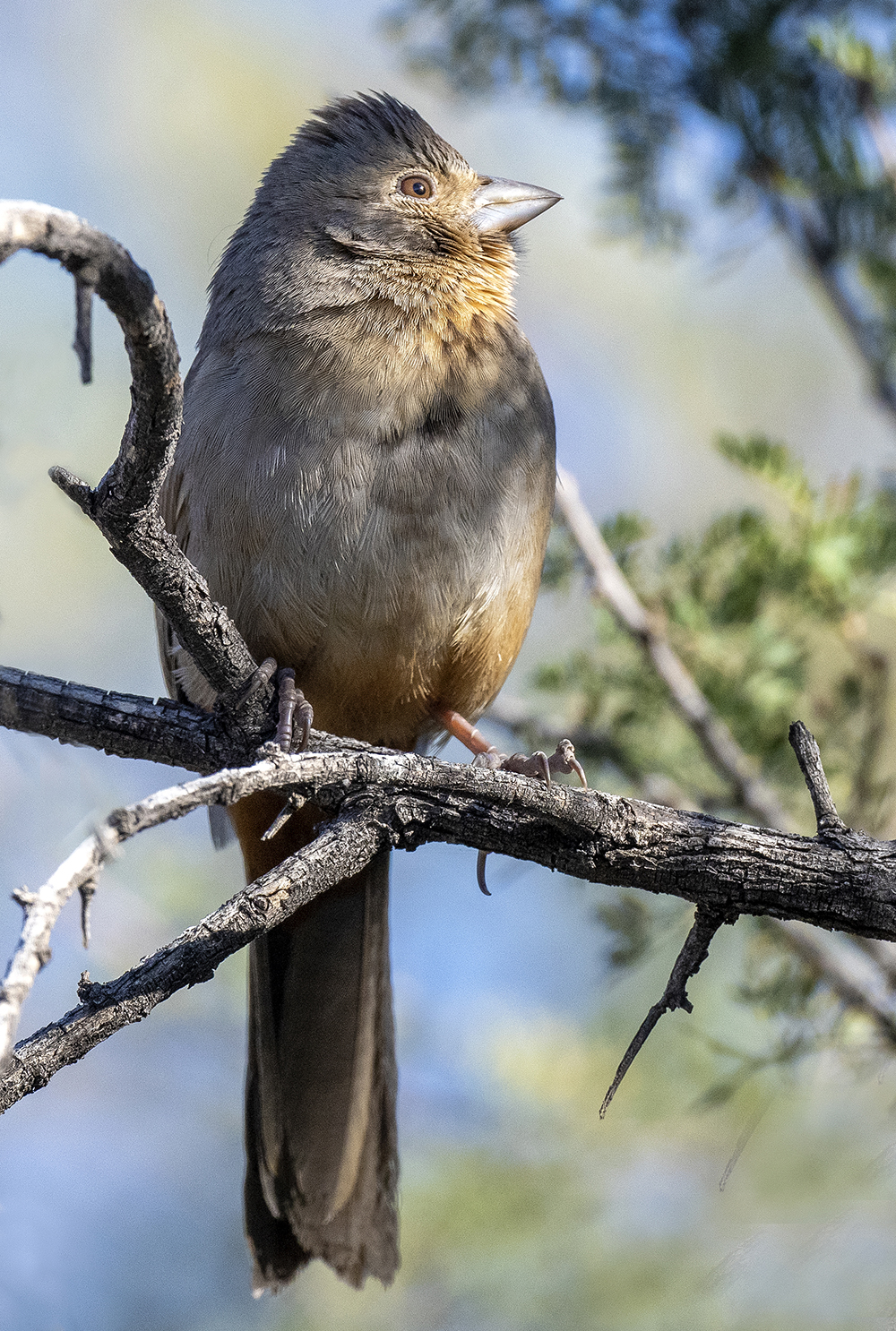 canyon towhee low res