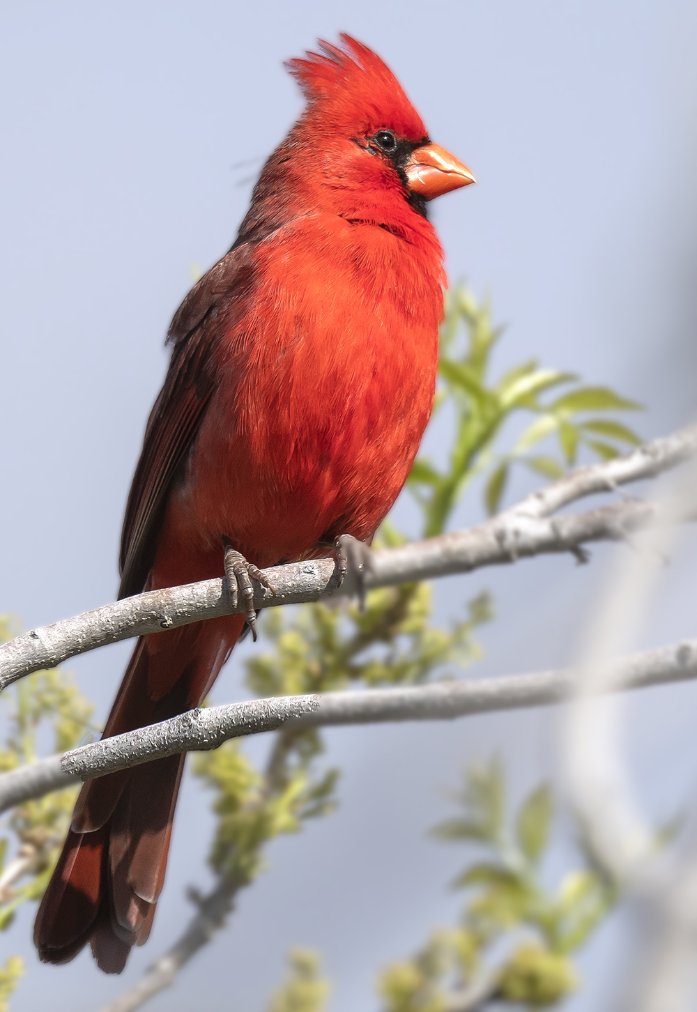 cardinal