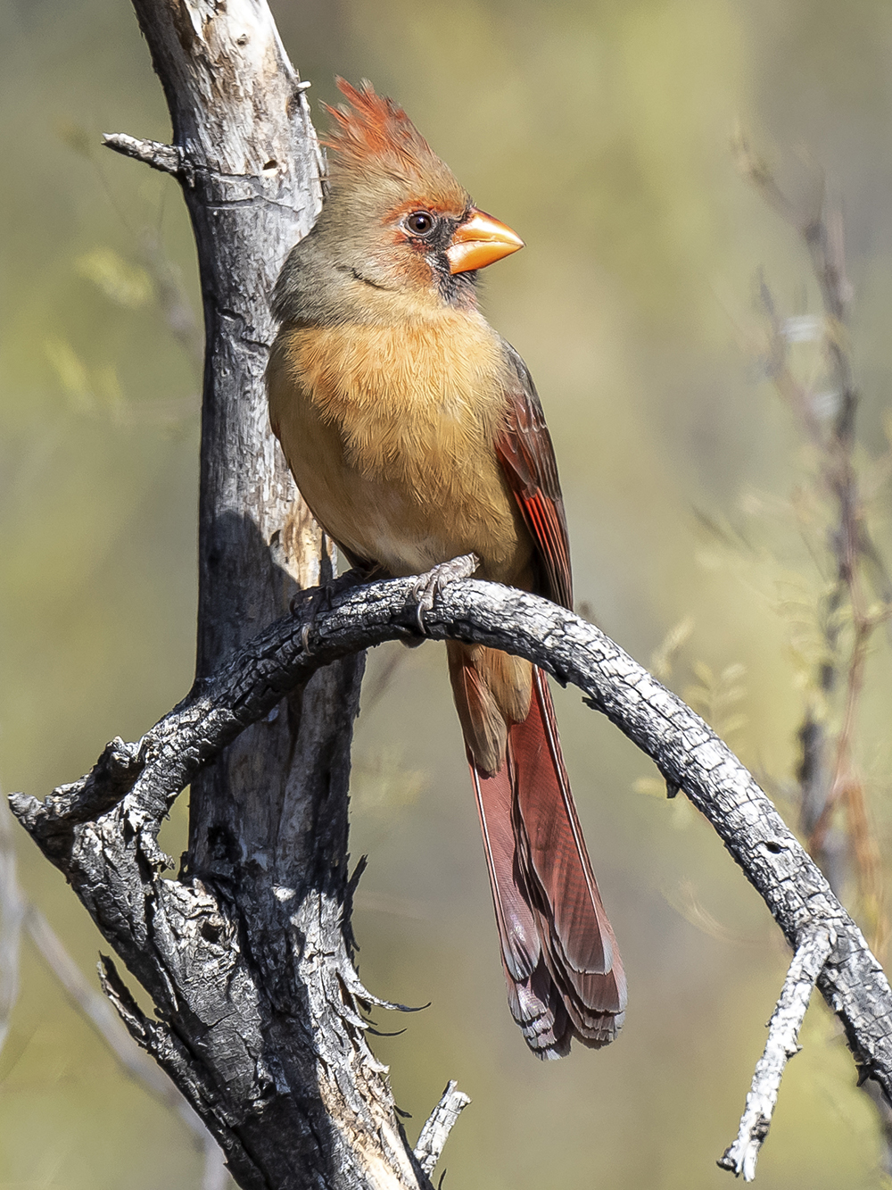cardinal female low res