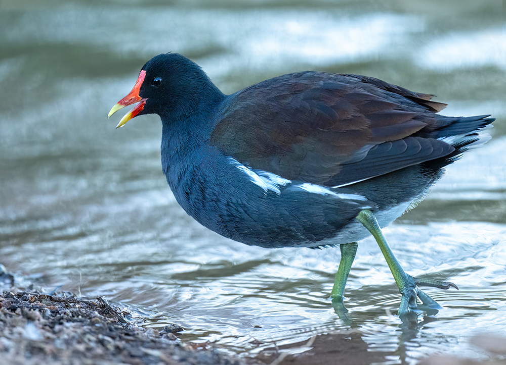 common gallinule