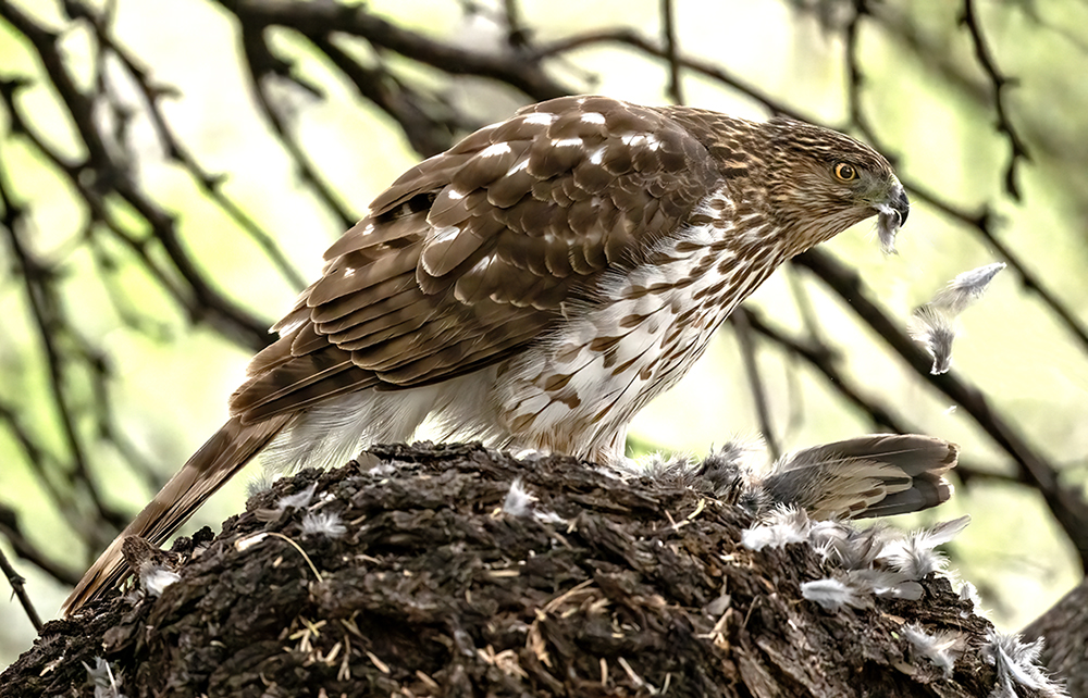 Cooper's Hawk