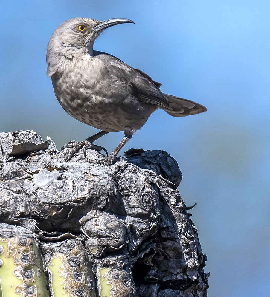 curve bill thrasher low res s