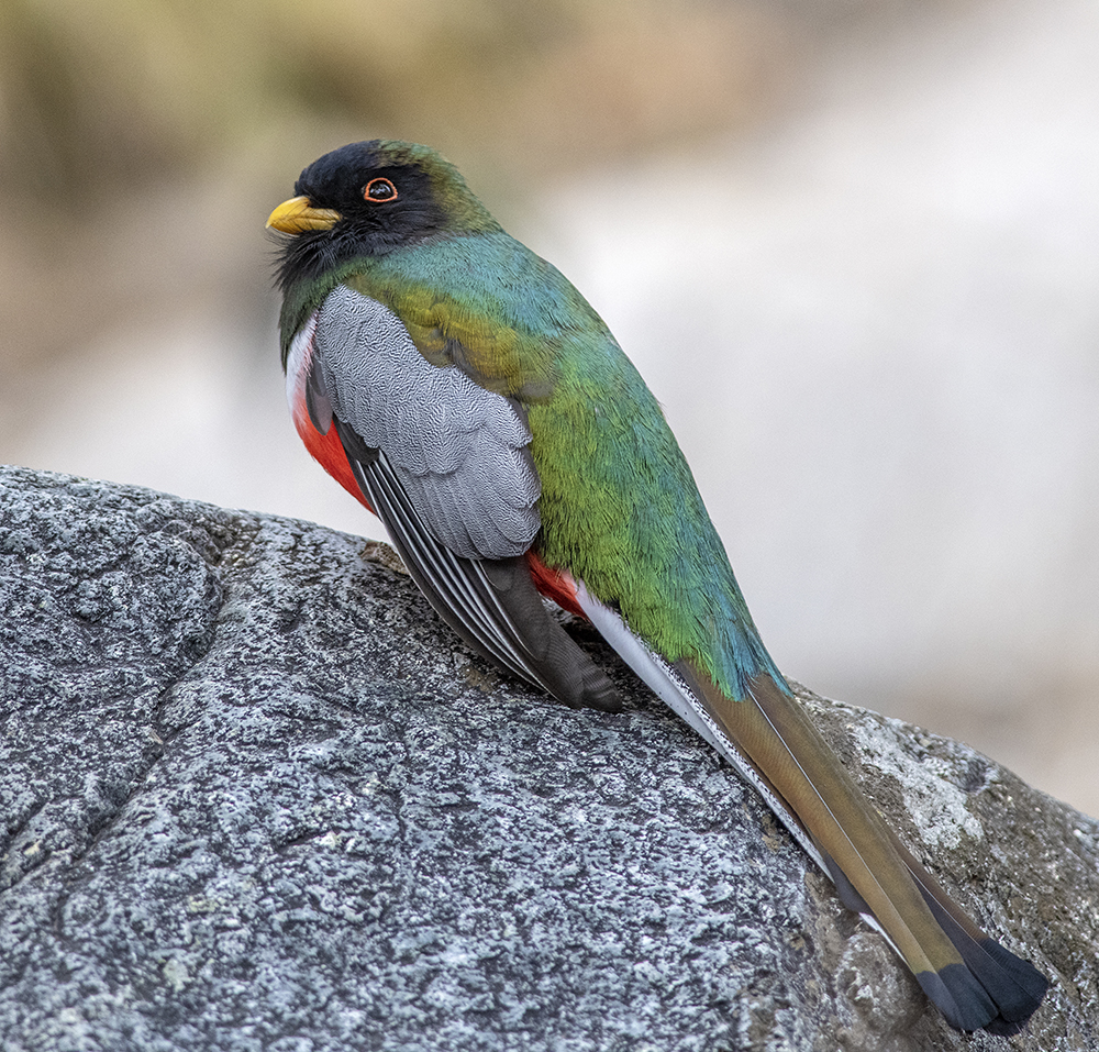 Elegant Trogon on rock.