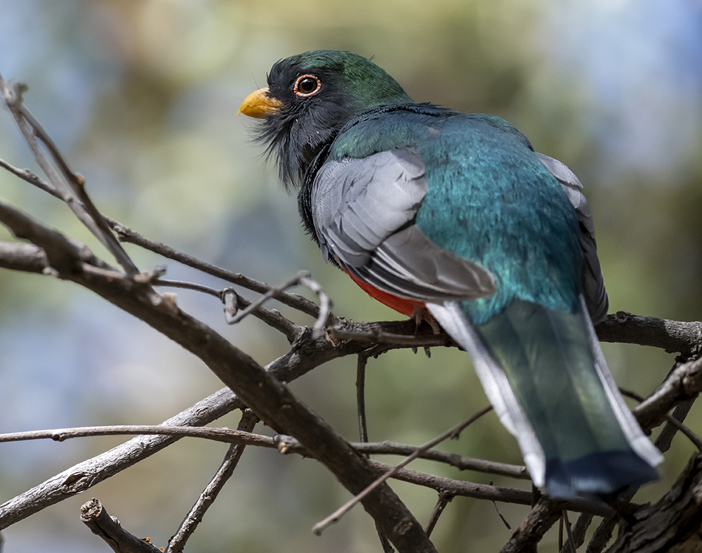 elegant trogon back2 low res m