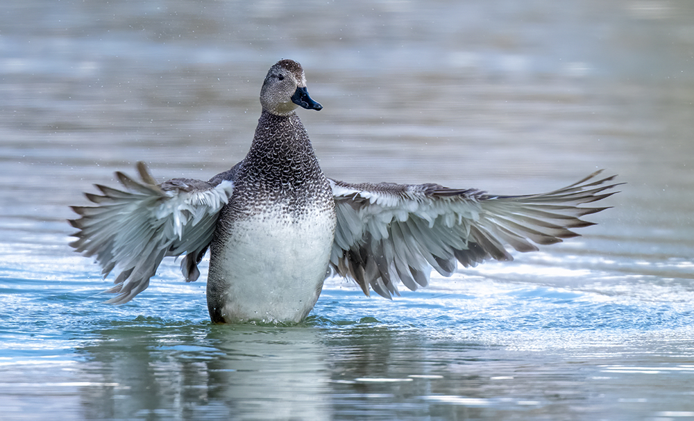 gadwall