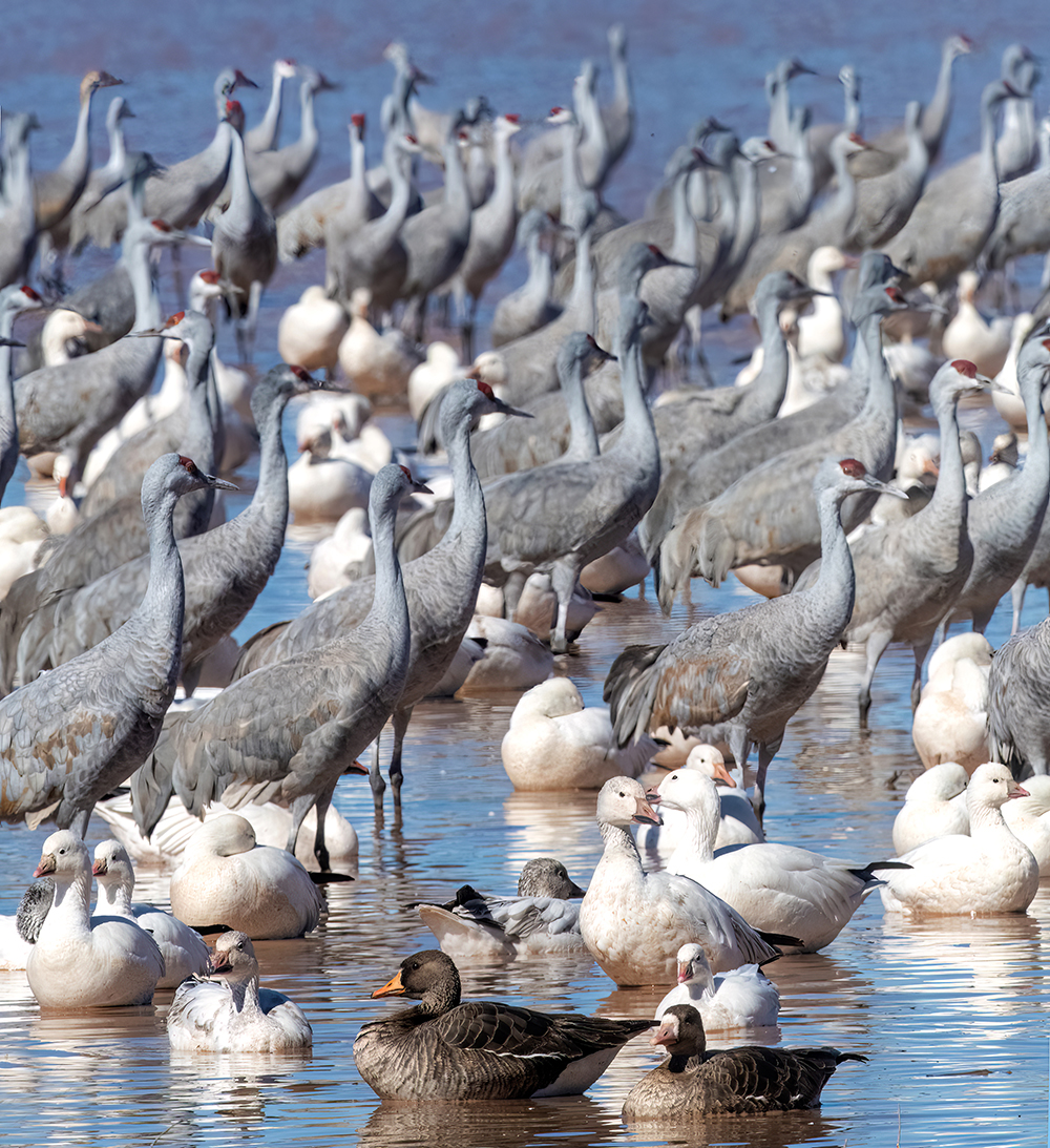 waterbirds