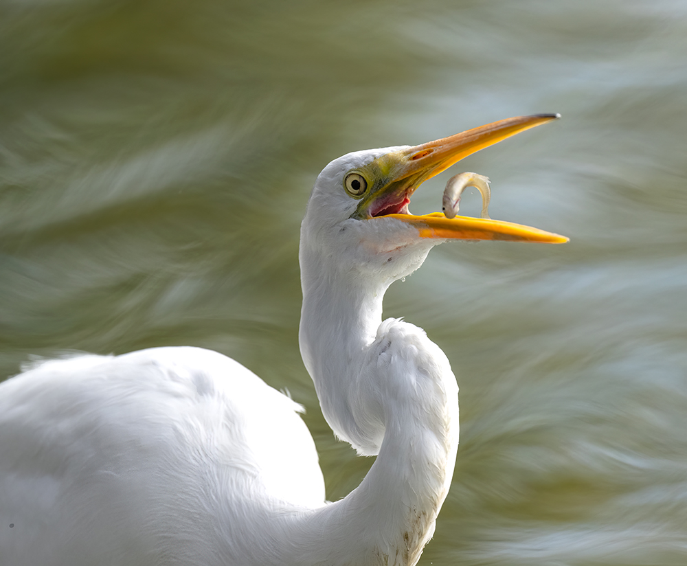 great egrt 01 low res