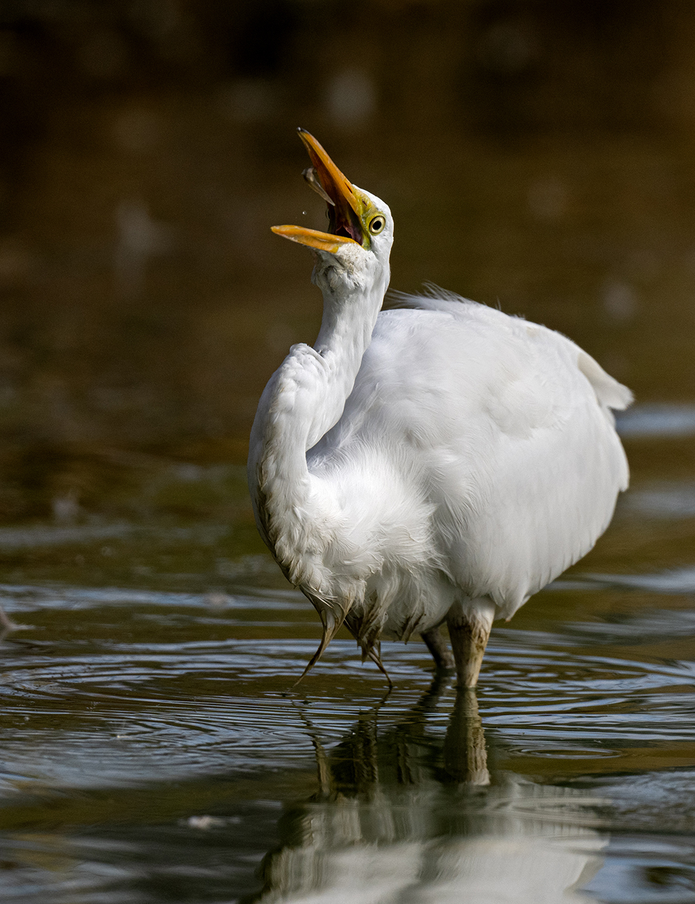 great egrt 10 low res