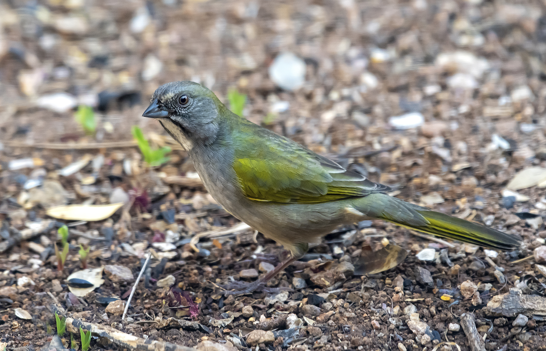 Green-tailed Towhee
