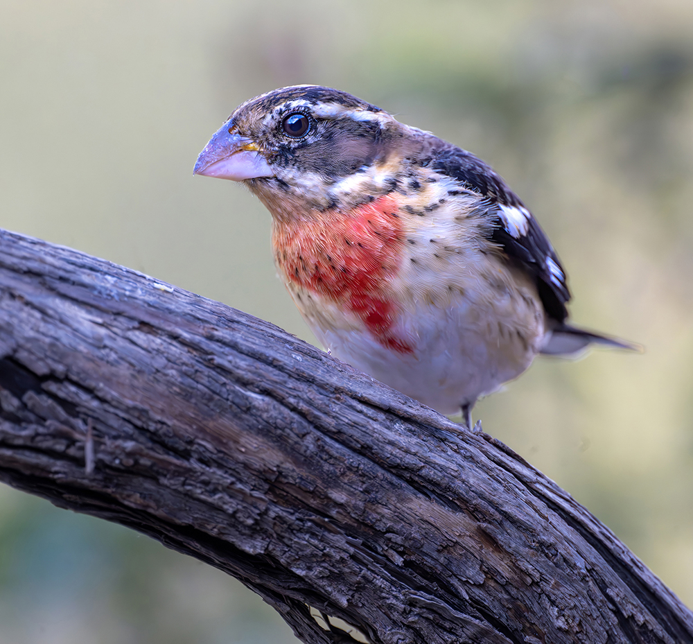 rose-breasted Grosbeak