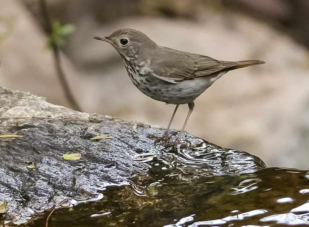 Hermit Thrush