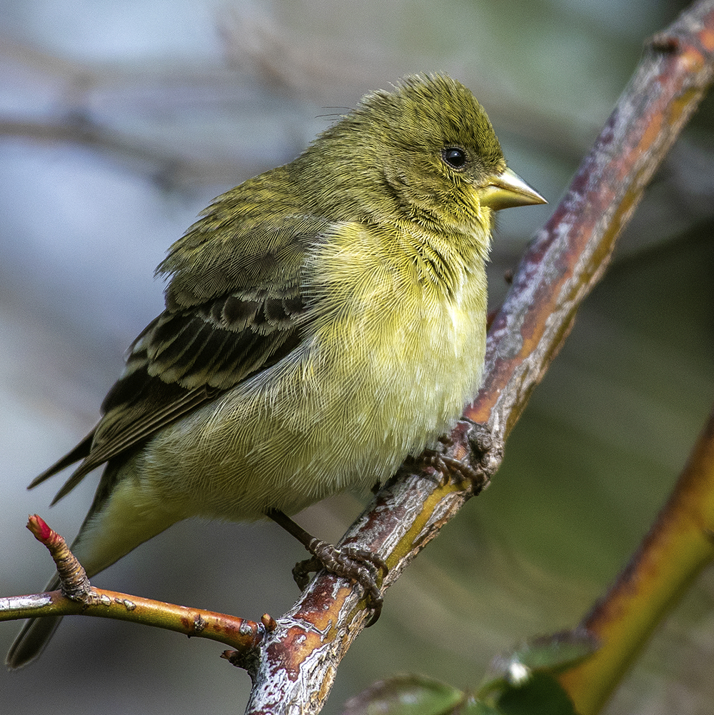 Lesser Goldfinch (Female) Female Lesser Goldfinch