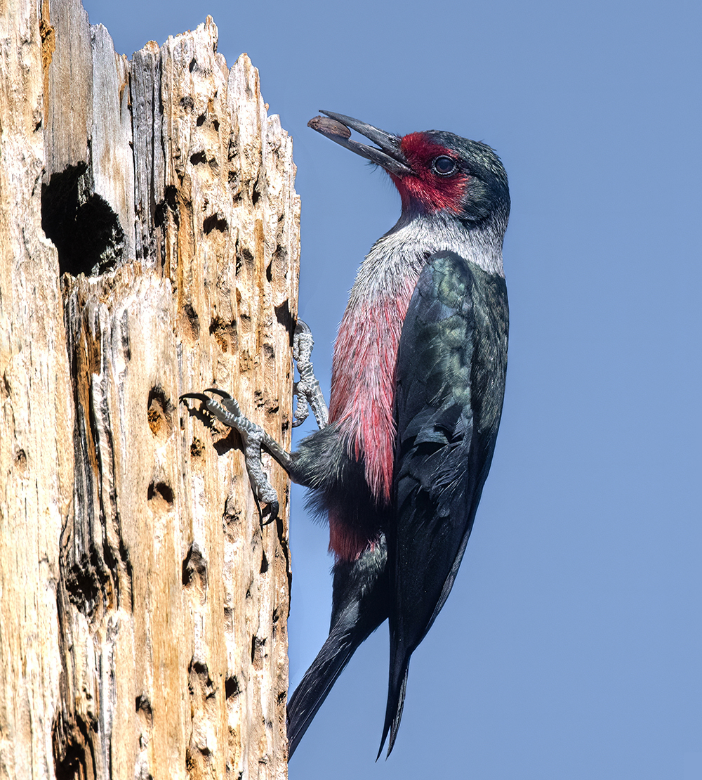 lewiss woodpecker 2 low res