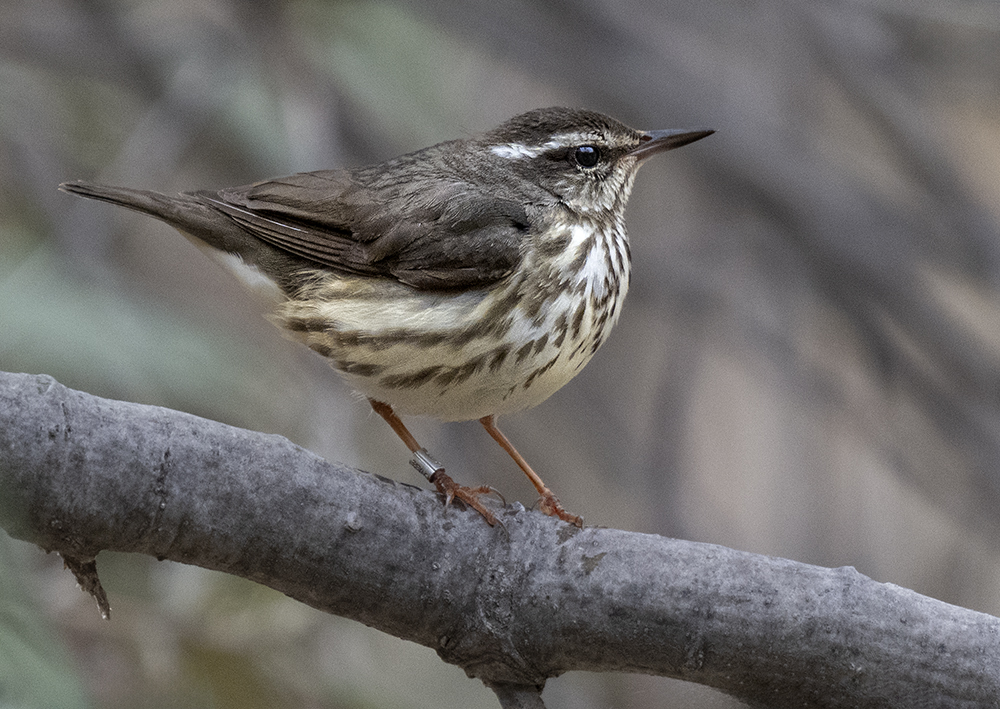 louisiana waterthrush