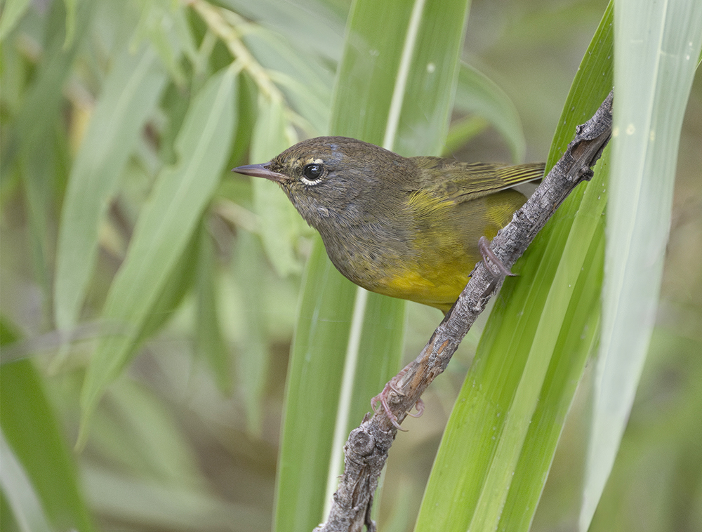 macgillivrays warbler