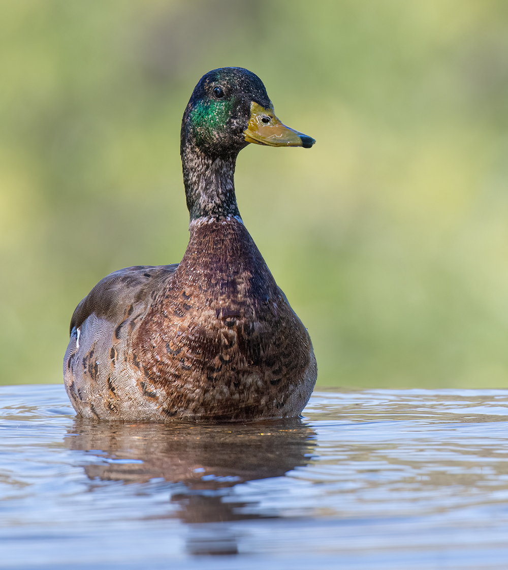 mallard low res sab