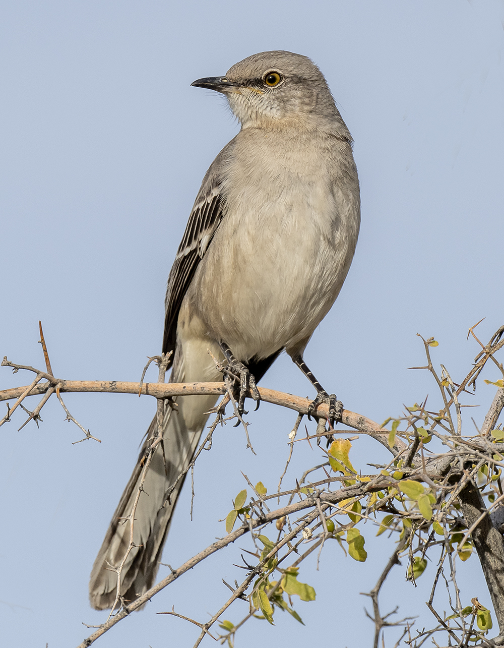 mockingbird2 low res