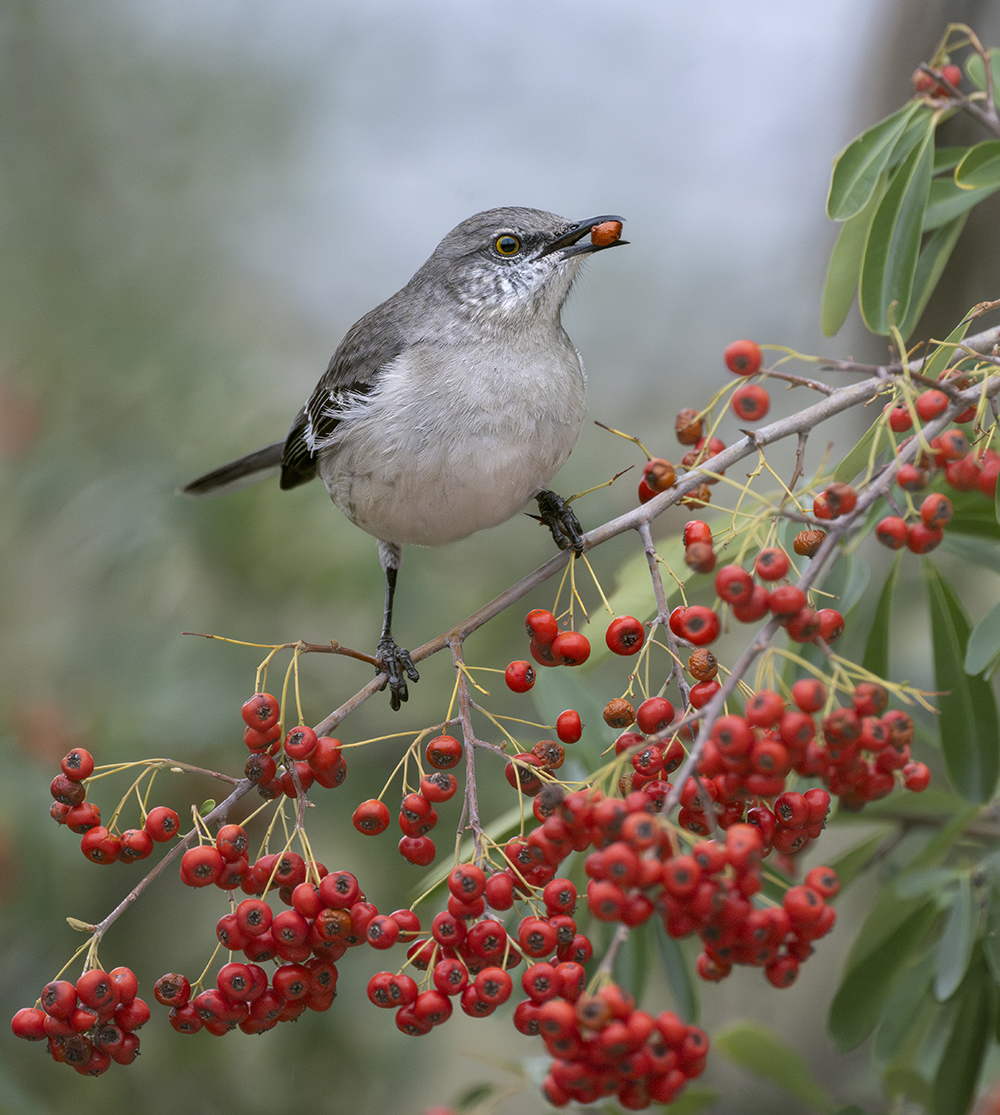 Mockingbird