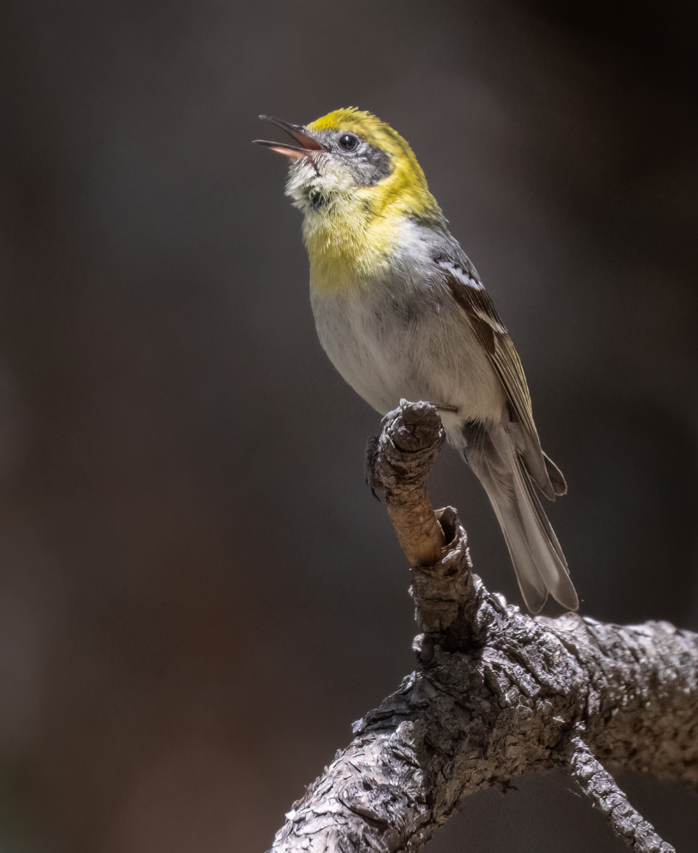 olive warblerf loe res