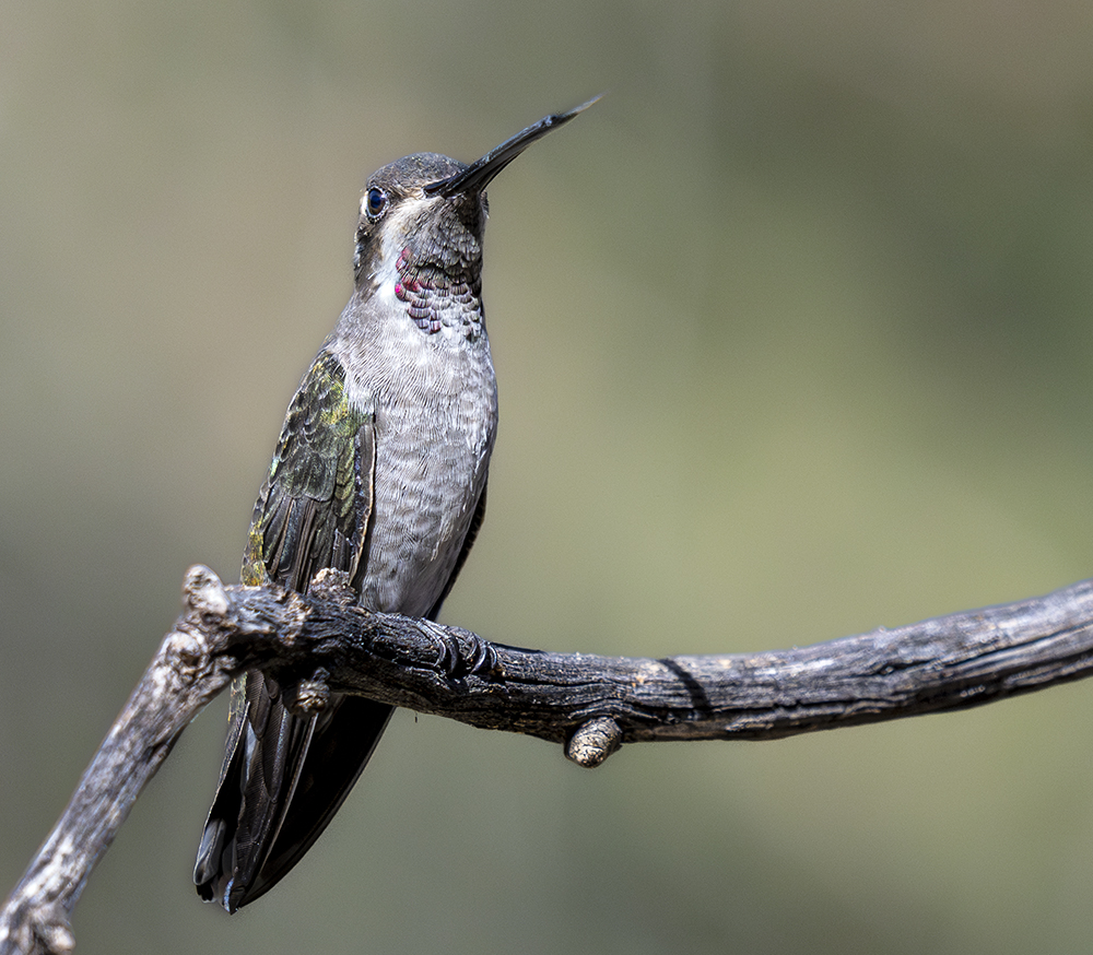 Plain-capped Starthroat
