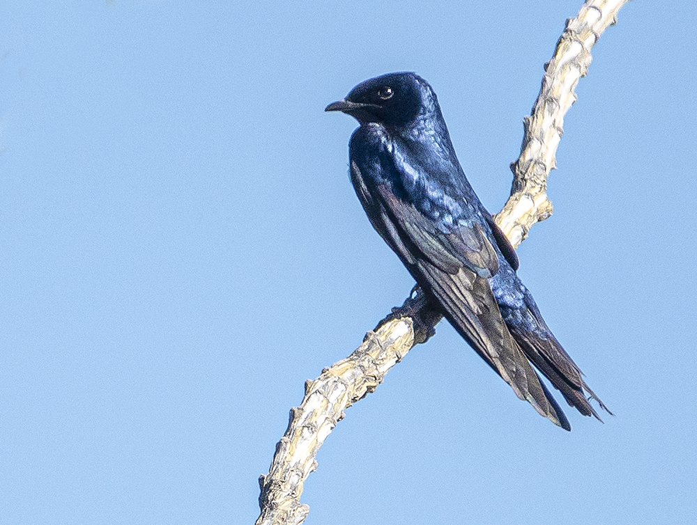 purple martin m3 low res