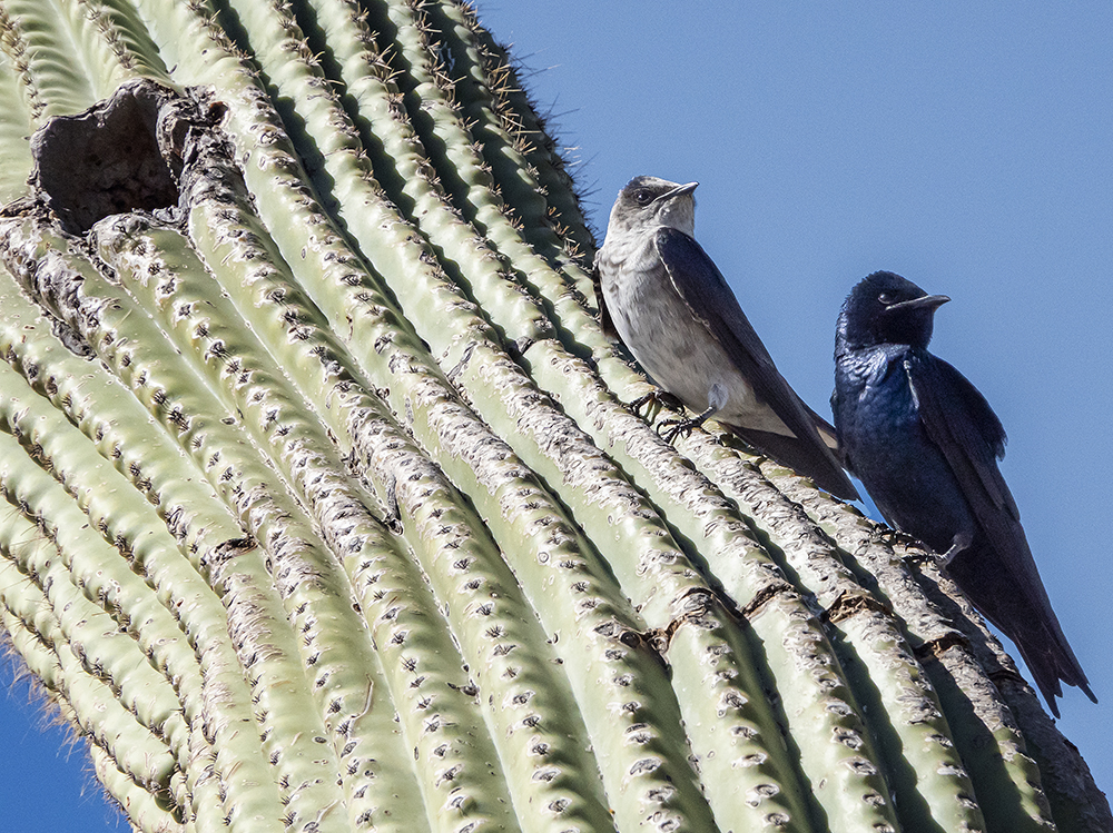 purple martins2 low res