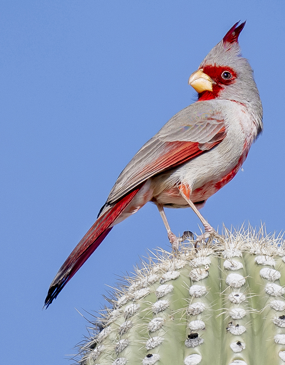 pyrrhuloxia2 low res s