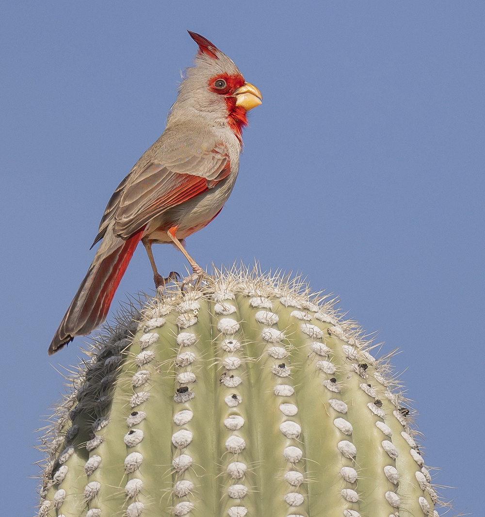 pyrrhuloxia3 low res c