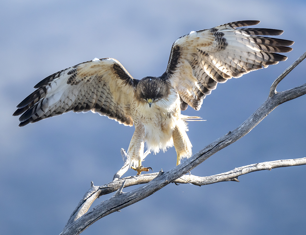 red tailed hawk4cf low res